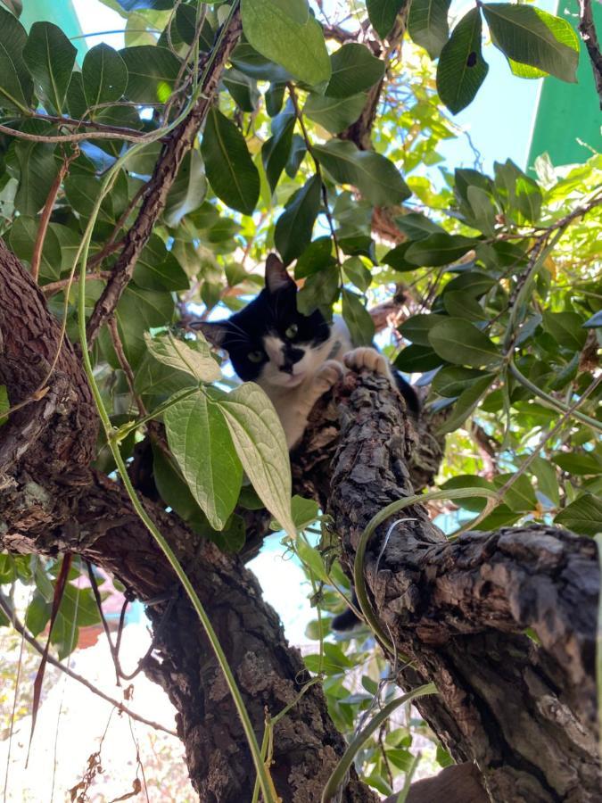 Tenda Da Lua Alto Paraíso de Goiás Eksteriør billede